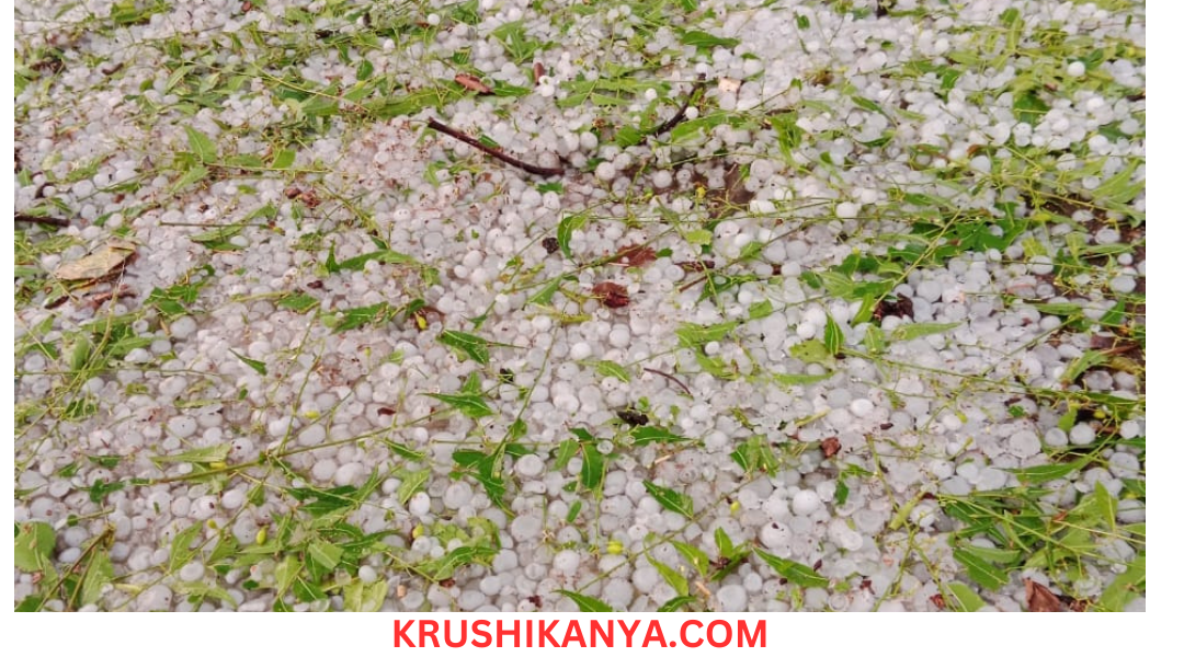 विदर्भातील अकोल्यासह (AKOLA) बुलढाणा (BULDHANA)अवकळी  पावसाळी अवकाळी पावसासह गारपीट झाली आहे . यामुळं शेतीतिल  पिकांना मोठा फटका बसला आहे . आंबा,मुंग,कांदा  यासह अनेक भाजीपाला पिकांचे  मोठं नुकसान झाले आहे. (Monsoon Update 2024)