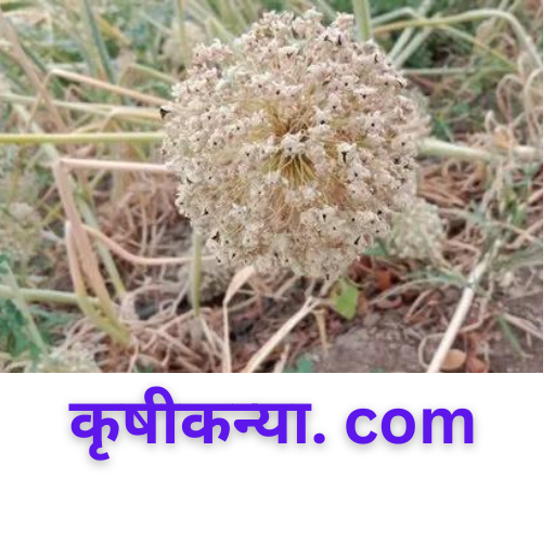 (Monsoon Update 2024)