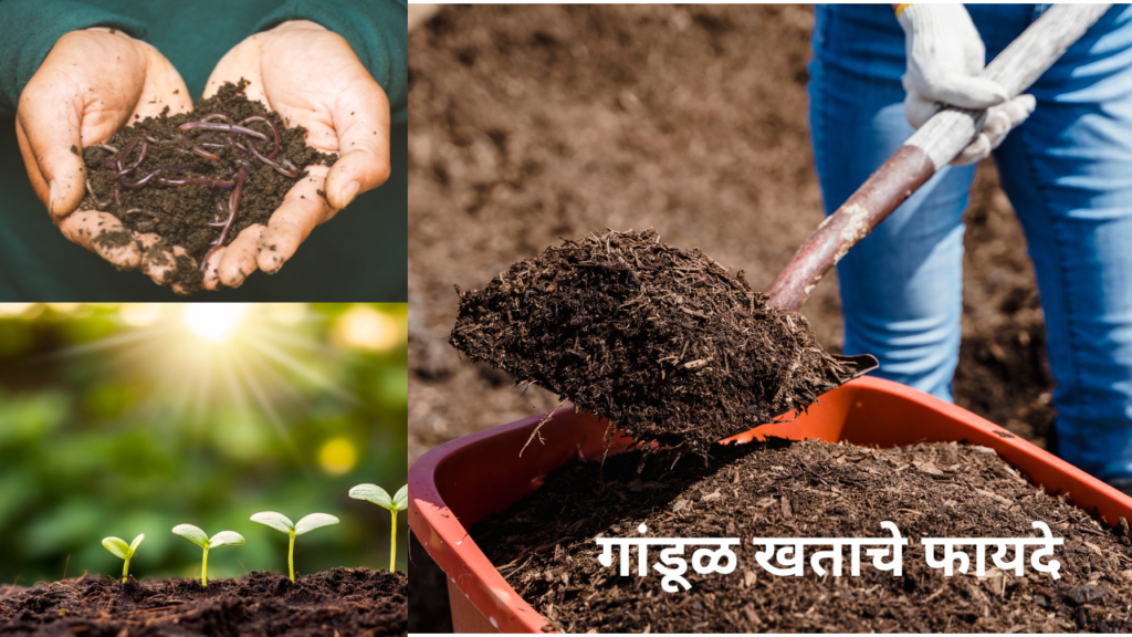Best Vermicompost गांडूळ खताचे फायदे आणि तयार करण्याची प्रक्रिया