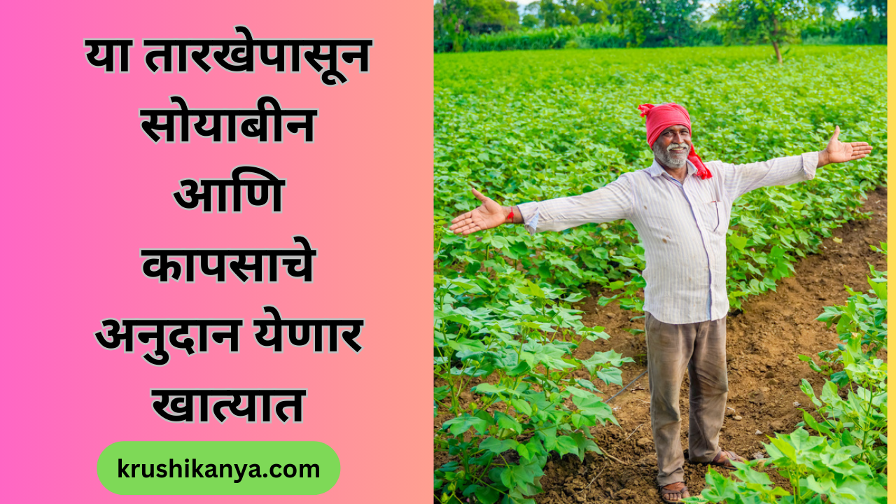 या तारखेला येणार शेतकऱ्यांच्या खात्यात सोयाबीन आणि कापसाचे अनुदान Farmer
