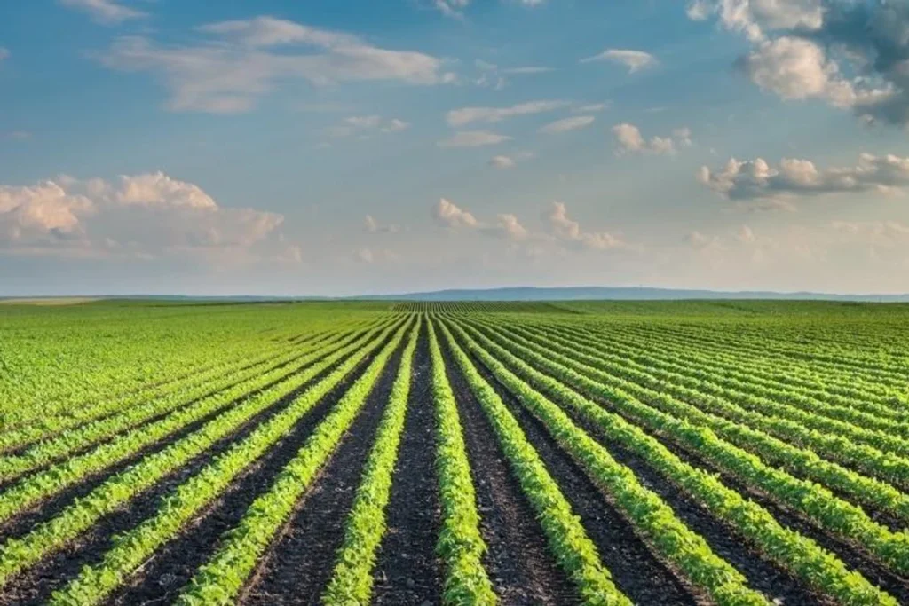 Land Buying