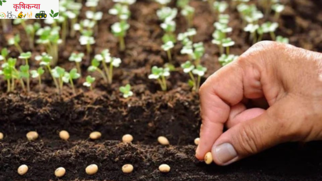 Seed Germination :