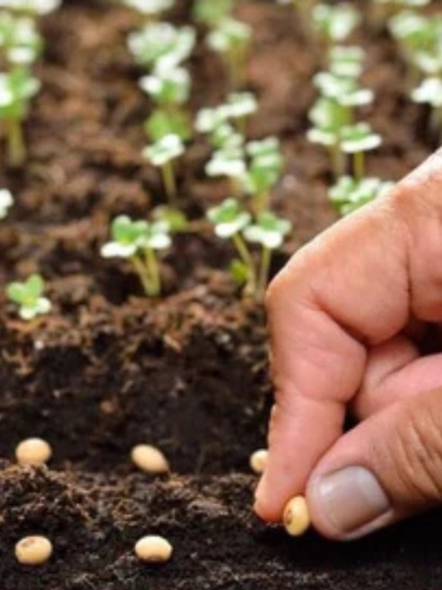 Seed Germination Test :